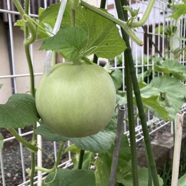 日ごとに大きくなるメロンの実